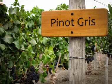 Pinot Gris clipart