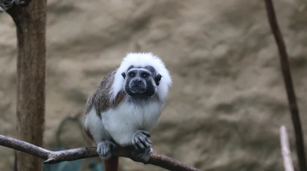 Titi-Affe Stockfoto