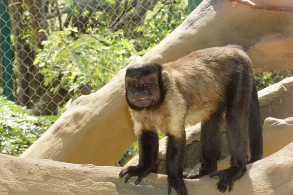 Macaco. — Fotografia de Stock