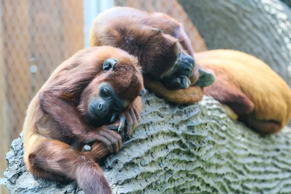 Macaco. — Fotografia de Stock