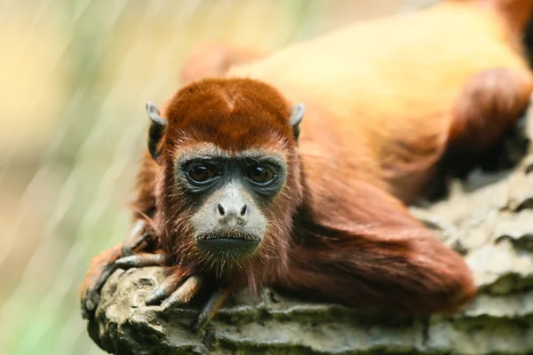 Macaco. — Fotografia de Stock