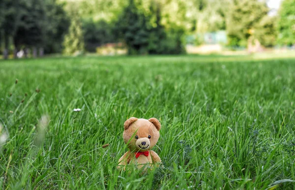 Teddybjörnen Teddybjörnen Går Parken Roligt Gulligt Foto Med Leksak Sommardag — Stockfoto