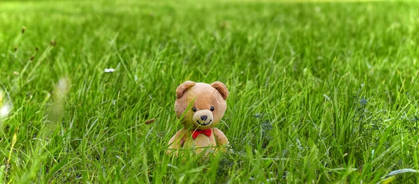 Cute Teddy Bear Walks Field Background Copy Space — Stock Photo, Image