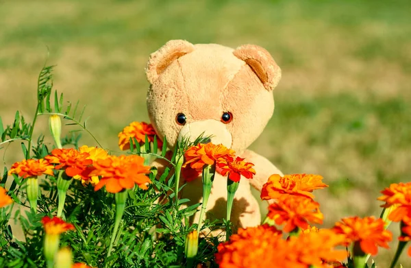 Pluszowy Miś Wśród Kwiatów Letni Słoneczny Dzień — Zdjęcie stockowe