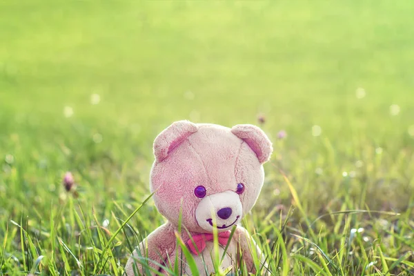 Niedliche Teddybär Geht Auf Dem Feld Hintergrund Mit Kopierraum — Stockfoto