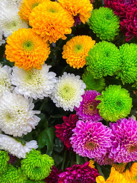 Sommer Blühende Zarte Chrysanthemen Strauß Hintergrund — Stockfoto