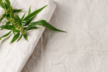 Arka plan olarak kenevir bitkisinin doğal bej renginde doğal kumaş ve fotokopi alanı kullanılmış. Esrar ürünleri