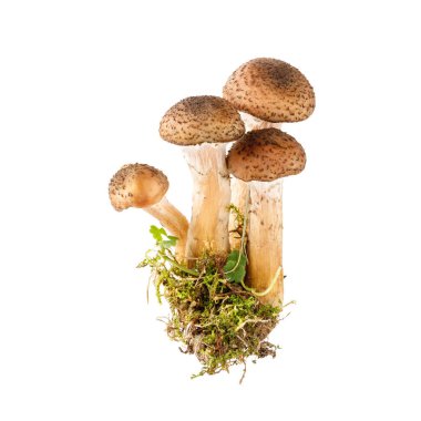Güz genç yenilebilir orman balı agarik mantar (lat. Armillaria mellea) Beyaz arkaplanda izole edilmiş yakın plan