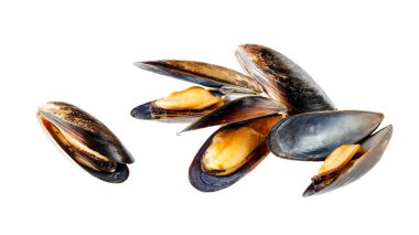 Beyaz arka planda izole edilmiş açık Şili midyesi (Mytilus chilensis L.). Sağlıklı deniz ürünleri.