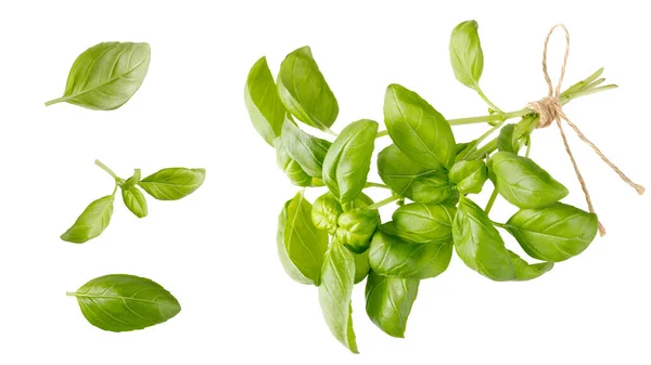 Frisches Basilikum Kräuterbüschel Und Blätter Fliegen Vereinzelt Auf Weißem Hintergrund — Stockfoto