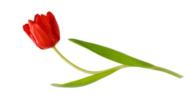 Tek kırmızı lale çiçeği beyaz arkaplanda izole edilmiş ve kopya alanı var. Merhaba bahar ya da çiçek kartı elementi..