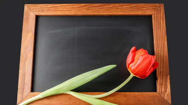 Rode Tulpenbloem Donker Krijtbord Lege Bloemen Kaart Mockup Begroeten Blanco — Stockfoto