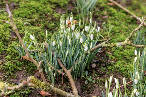 最初の春の白い野生の花は 森の中で雪が降ります ガランサス ニヴァリス こんにちは春 — ストック写真