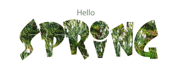 Hello Spring Background Text Fist White Snowdrop Flower Forest — 스톡 사진