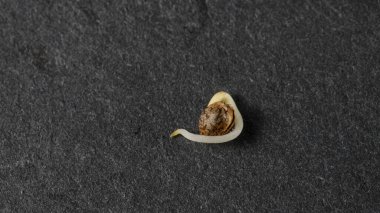 Filizlenmiş kenevir tohumu siyah taş arka planına ekilmeye hazır. Kenevir yetiştirme kavramı