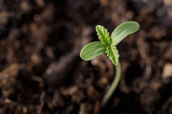 Planta Cáñamo Medicinal Crecimiento Joven Partir Semillas Germinadas Plantas Semillero —  Fotos de Stock