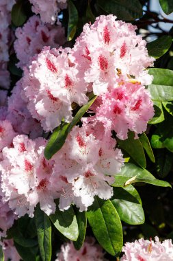 Güneşli bir günde kapanış yapan güzel, pembe çiçek açan rhododendron otobüsü. Almanya 'da bahar.