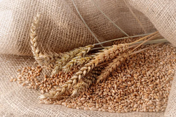 Espigas Trigo Natural Granos Enteros Saco Arpillera Cosechando Cereales Ingrediente — Foto de Stock