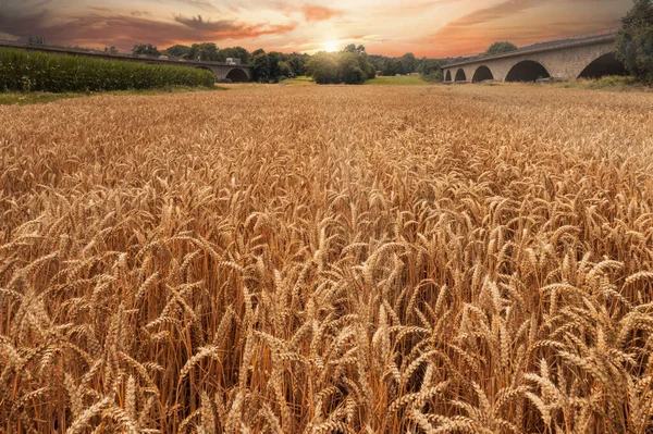 Goldene Weizenspitzen Feld Bei Sonnenuntergang Ländliche Landschaft Drohnen Ansicht — Stockfoto