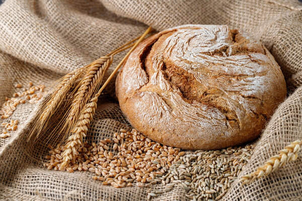 Freshly baked crusty rye wheat loaf of  bread  with spikelets and whole grains on burlap sack.