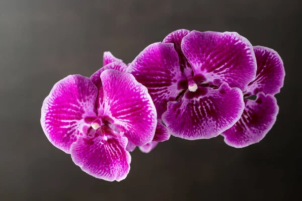 Rare blooming large purple velvet orchid of genus Big Lip phalaenopsis flowers isolated on dark brown background. Home  interior flowers