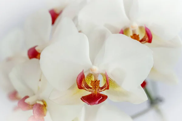 Blooming white orchid flower with red lip of the genus phalaenopsis closeup on light background