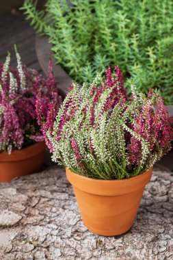 Blooming white and pink heather flowers (calluna vulgaris L.) in clay pot on wooden terrace floor in garden. Autumn and winter plants cultivating.