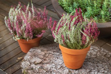 Blooming white and pink heather flowers (calluna vulgaris L.) in clay pot on wooden terrace floor in garden in sunny day. Autumn and winter plants cultivating.