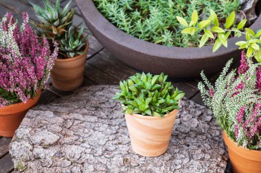 Haworthia succulent in clay pot on tree bark and blooming purple and white heather flowers as decor on terrace. Garden or terrace plants in pots. Horticulture as hobby