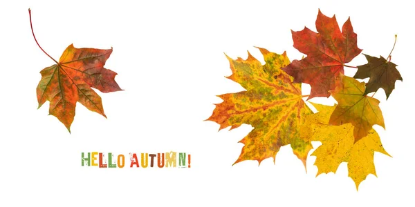 Herbst Banner Mit Fallenden Ahornblättern Mit Text Fliegende Farbe Blätter — Stockfoto