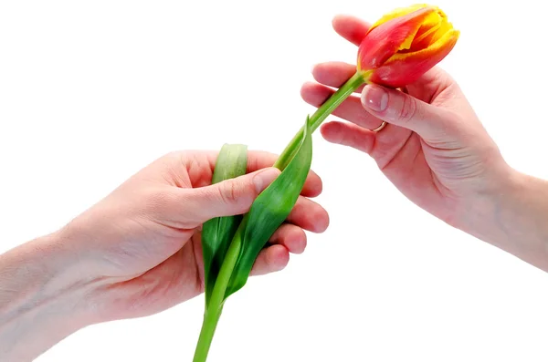 Para dar una flor — Foto de Stock