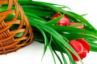 sepet içinde kırmızı lale