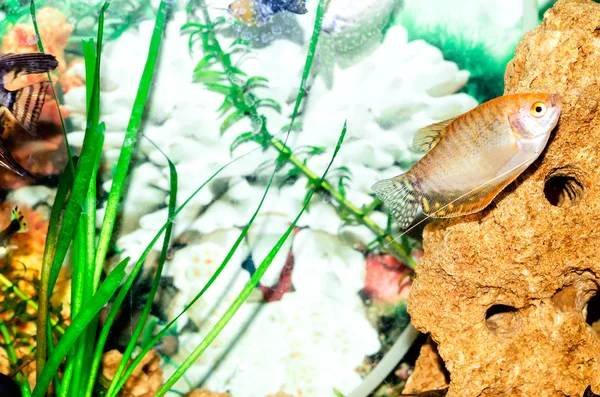 Small fish in an aquarium — Stock Photo, Image
