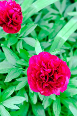 Kırmızı Şakayık