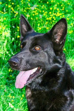 Belçikalı kara koyun köpeği