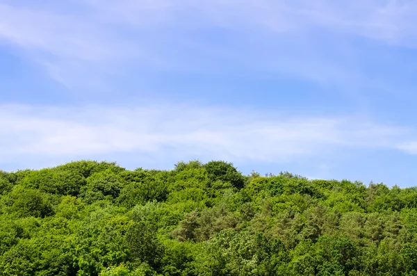 Toppen van bomen en hemel — Stockfoto