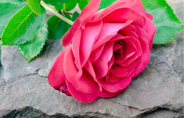 Die Rose liegt auf einem Stein — Stockfoto