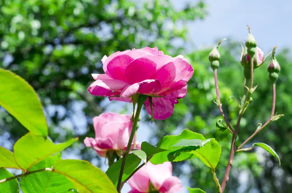 Rosier dans un jardin — Photo