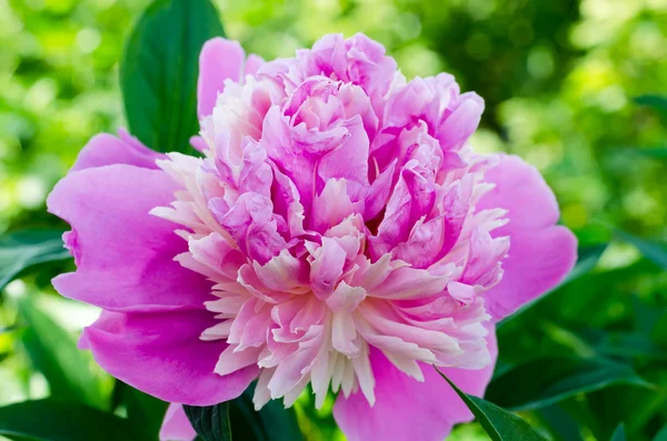 Pivoine dans un jardin close up — Photo