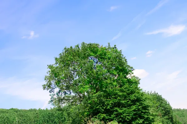 Paesaggio di una cima di alberi e cielo — Foto Stock