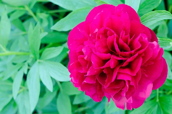 シャクヤクの花 — ストック写真