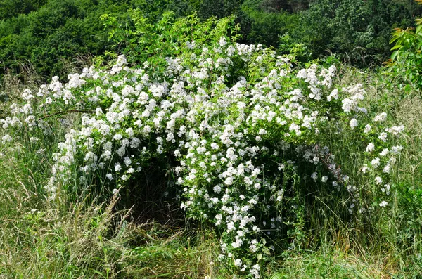Blühender Busch einer Heckenrose — Stockfoto