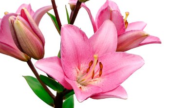 Zambak çiçeği izole