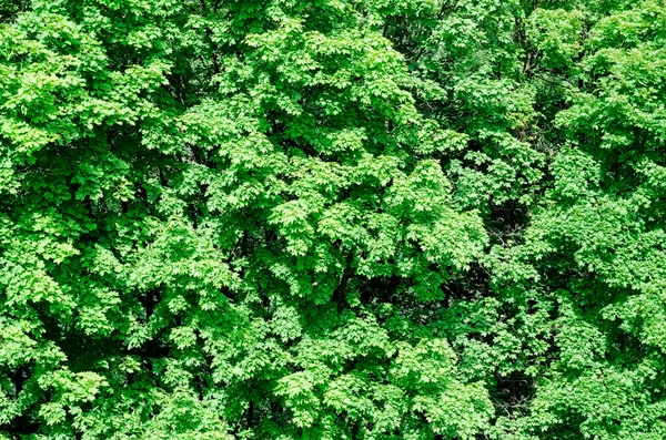 Background green wood — Stock Photo, Image