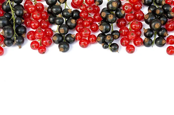 Ribes nero e rosso su fondo bianco — Foto Stock