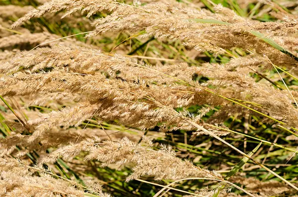 Grama seca no campo — Fotografia de Stock