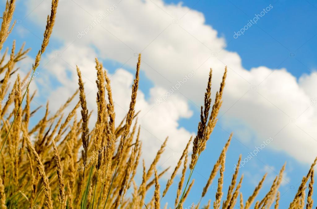 yellow grass in the field against the sky