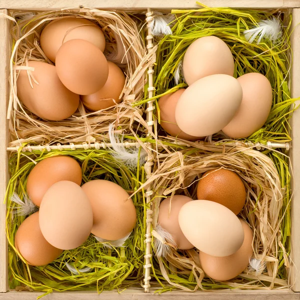 Egg i trekasse – stockfoto