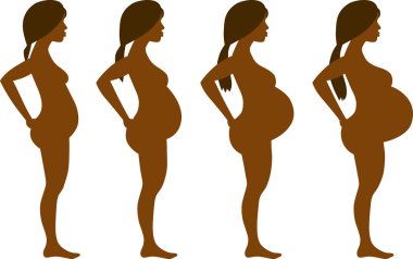 Hamilelik gelişimi, dört aşamalı