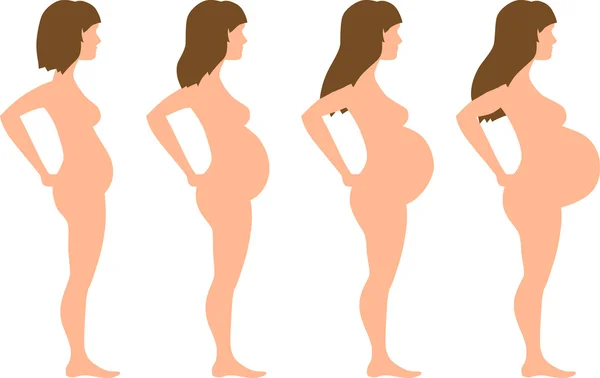 Zwangerschap ontwikkeling in vier fasen — Stockvector